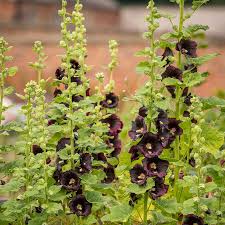 Image result for Alcea rosea nigra