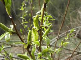 Attēlu rezultāti vaicājumam “Salix x fragilis”
