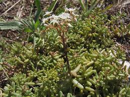 Attēlu rezultāti vaicājumam “Sedum album”