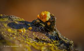 Attēlu rezultāti vaicājumam “Diderma radiatum stalked”