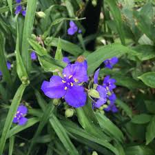 Attēlu rezultāti vaicājumam “Tradescantia virginiana”