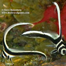 Attēlu rezultāti vaicājumam “Diderma umbilicatum young”