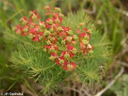 Attēlu rezultāti vaicājumam “Euphorbia cyparissias fruit”