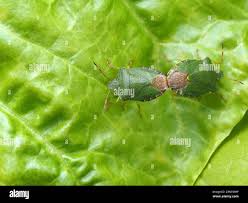 Attēlu rezultāti vaicājumam “Palomena prasina imago”