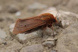 Attēlu rezultāti vaicājumam “Phragmatobia fuliginosa imago”