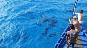 Image result for Belfairs Dolphins Snorkelling Club