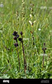 Attēlu rezultāti vaicājumam “Pedicularis sceptrum-carolinum leaf”