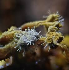 Attēlu rezultāti vaicājumam “Claustria didermoides macro”