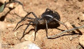 Attēlu rezultāti vaicājumam “Miturgidae”