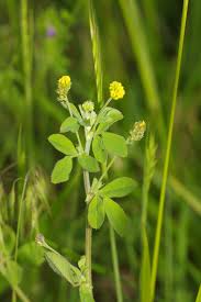 Attēlu rezultāti vaicājumam “Medicago lupulina”