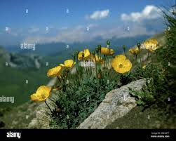 Image result for Alpenmohn