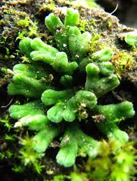 Attēlu rezultāti vaicājumam “Riccia glauca”