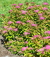 Attēlu rezultāti vaicājumam “Spiraea”
