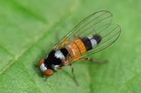 Attēlu rezultāti vaicājumam “Platypezidae”