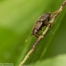 Attēlu rezultāti vaicājumam “Anisotoma humeralis”