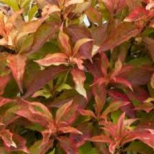 Attēlu rezultāti vaicājumam “Weigela praecox”