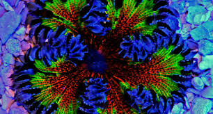 Attēlu rezultāti vaicājumam “Urocystis anemones”