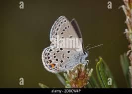 Attēlu rezultāti vaicājumam “Vacciniina optilete underside”