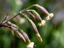 Attēlu rezultāti vaicājumam “Silene nutans flower”