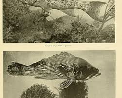 Image result for Mycteroperca phenax