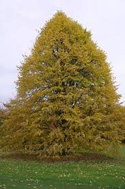 Attēlu rezultāti vaicājumam “Tilia tomentosa”