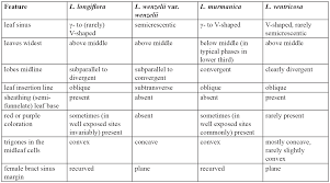 Attēlu rezultāti vaicājumam “Lophozia longiflora”