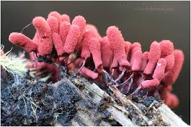 Attēlu rezultāti vaicājumam “Arcyria minuta macro”