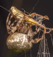 Attēlu rezultāti vaicājumam “Araneus quadratus female”