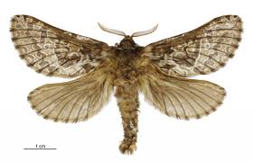 Attēlu rezultāti vaicājumam “Hepialidae”