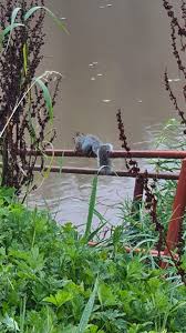 Image result for White Cross Ski Club