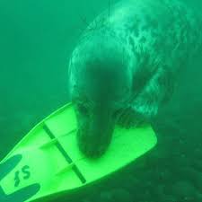 Image result for York University Sub Aqua Club