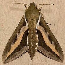 Attēlu rezultāti vaicājumam “Hyles gallii imago”