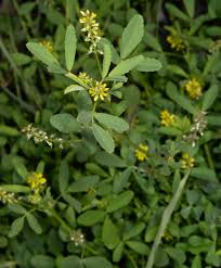 Attēlu rezultāti vaicājumam “Medicago sativa subsp. falcata bud”