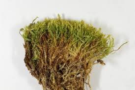 Attēlu rezultāti vaicājumam “Drepanocladus polygamus”