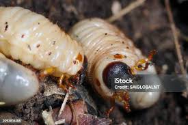 Attēlu rezultāti vaicājumam “Cucujus cinnaberinus larva”