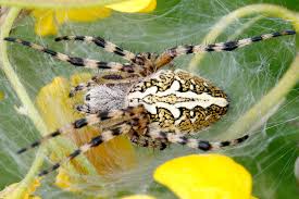 Attēlu rezultāti vaicājumam “Aculepeira ceropegia”