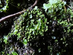 Attēlu rezultāti vaicājumam “Fissidens bryoides sporophyte”