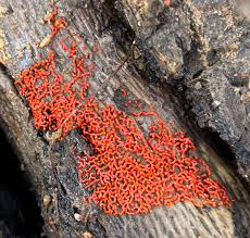 Attēlu rezultāti vaicājumam “Willkommlangea reticulata”