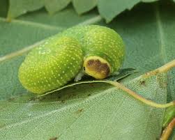 Attēlu rezultāti vaicājumam “Trichiosoma larva”