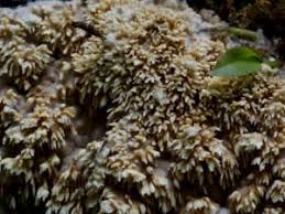 Attēlu rezultāti vaicājumam “Dentipellis fragilis”