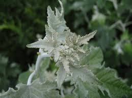 Attēlu rezultāti vaicājumam “Populus alba Nivea”