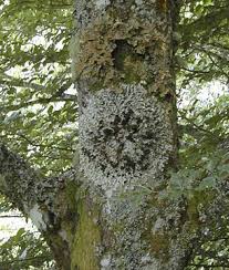 Attēlu rezultāti vaicājumam “Lobaria amplissima”