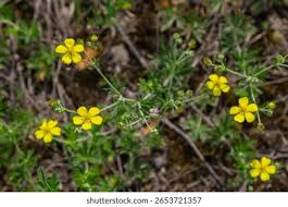 Image result for Potentilla argentea