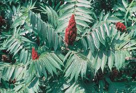 Attēlu rezultāti vaicājumam “Rhus typhina leaf”