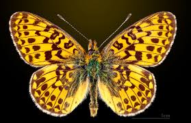 Attēlu rezultāti vaicājumam “Clossiana euphrosyne underside”