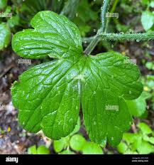 Attēlu rezultāti vaicājumam “Ranunculus lanuginosus bud”