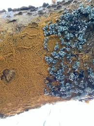 Attēlu rezultāti vaicājumam “Badhamia utricularis stalked”