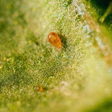 Attēlu rezultāti vaicājumam “Licea pusilla spores”