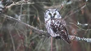 Attēlu rezultāti vaicājumam “Aegolius funereus”