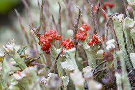Attēlu rezultāti vaicājumam “Cladonia coccifera”